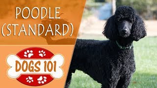 Dogs 101  POODLE STANDARD  Top Dog Facts About the POODLE STANDARD [upl. by Cappella]