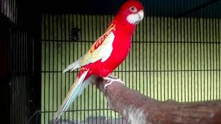 RUBINO ROSELLA MALE SINGING CALL HD [upl. by Airda692]