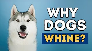 How To Stop Dog Whining [upl. by Anirahc]