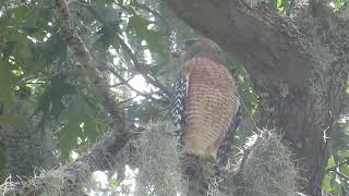 red shouldered hawk Sept 17 2024 Savannah GA 2 [upl. by Adnawad223]