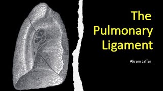 The pulmonary ligament [upl. by Brade995]