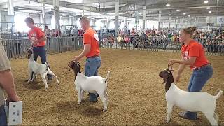 2018 Lancaster County Super Fair  4H amp FFA Meat Goat Show [upl. by Nile959]