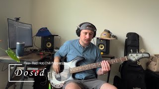 Dosed  Red Hot Chili Peppers  Bass Cover [upl. by Housen]