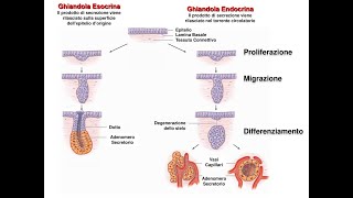 Istologia epitelio ghiandolare esocrino ed endocrino [upl. by Holtz404]