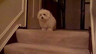 Coton De Tulear puppy learns stairs Part 2 of 2 [upl. by Sky]