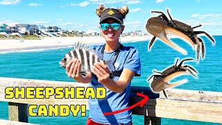 How to Catch Fiddler Crabs for Sheepshead Fishing [upl. by Obocaj]