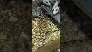 Possum Attacks and Kills Venomous Copperhead [upl. by Valery47]