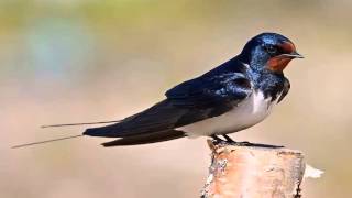 Golondrina Común o Golondrina Tijerita Cantando Sonido para Llamar El Mejor [upl. by Neerahs]