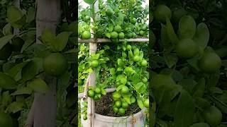 🌿How grow Lemon tree great idea to propagate Lemon tree by air layering using a Carrot🥕 lemontree [upl. by Irmina]