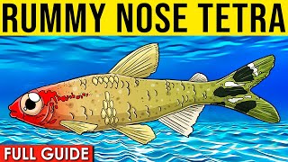 Rummy Nose Tetra Care Guide  How To Care For Rummy Nose Tetras [upl. by Anassor]