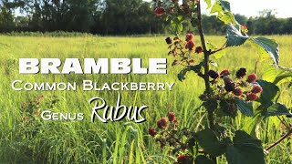 Discovering Brambles Rubus Fruticosus  Common Wild Blackberry in Nature [upl. by Alcina]