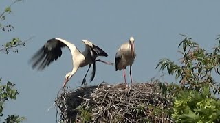 Störche bei der Fütterung der Jungen Storchen Nest Storch [upl. by Valdis868]