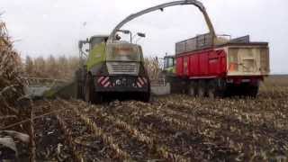 Schlammschlacht auf dem Maisacker mit Claas Jaguar 960 [upl. by Aihcrop]