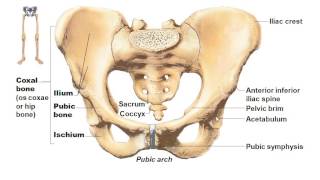 AampP I Chapter 7appendicular skeleton [upl. by Eicyac272]