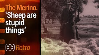 Australian Merino sheep  the history and origin story  Rural 75th  ABC Australia [upl. by Legra106]