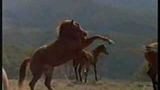 Yarraman  Movie The Silver Brumby [upl. by Aryajay468]